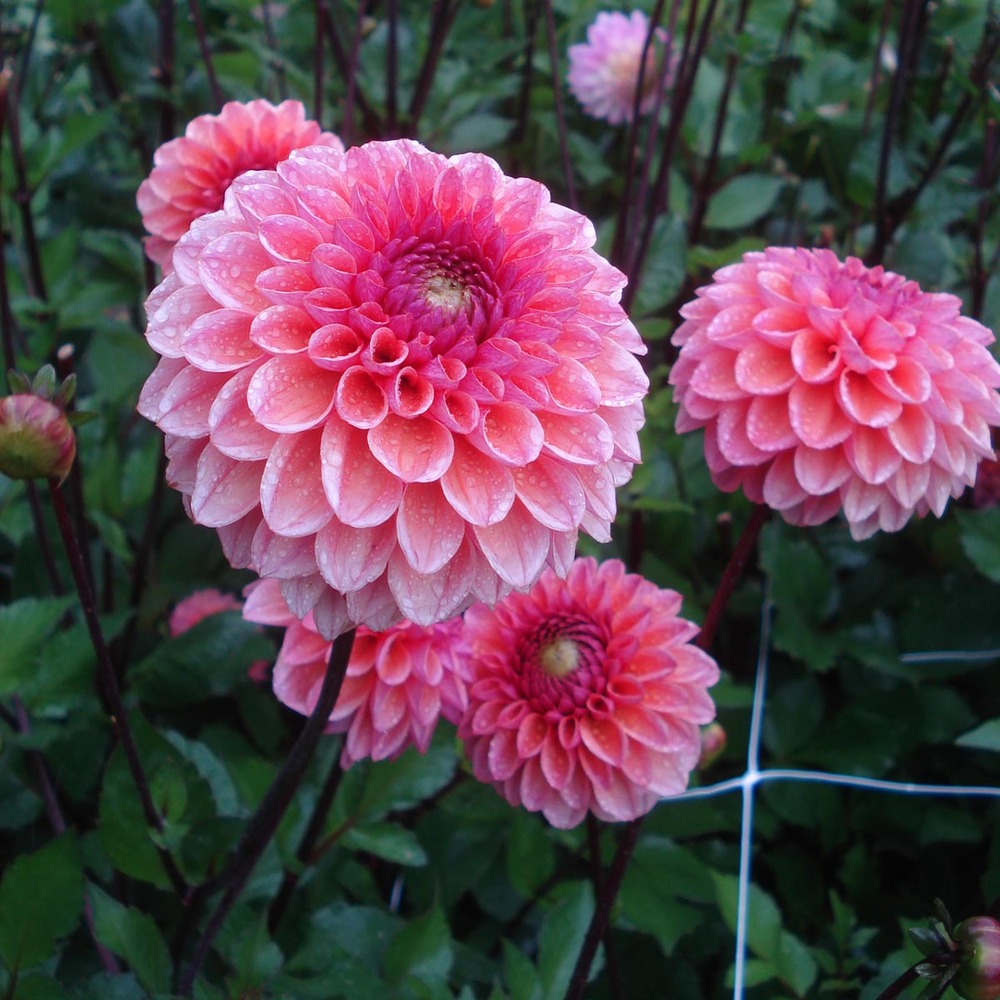Dahlia décoratif 'daisy duke' bulbe calibre i