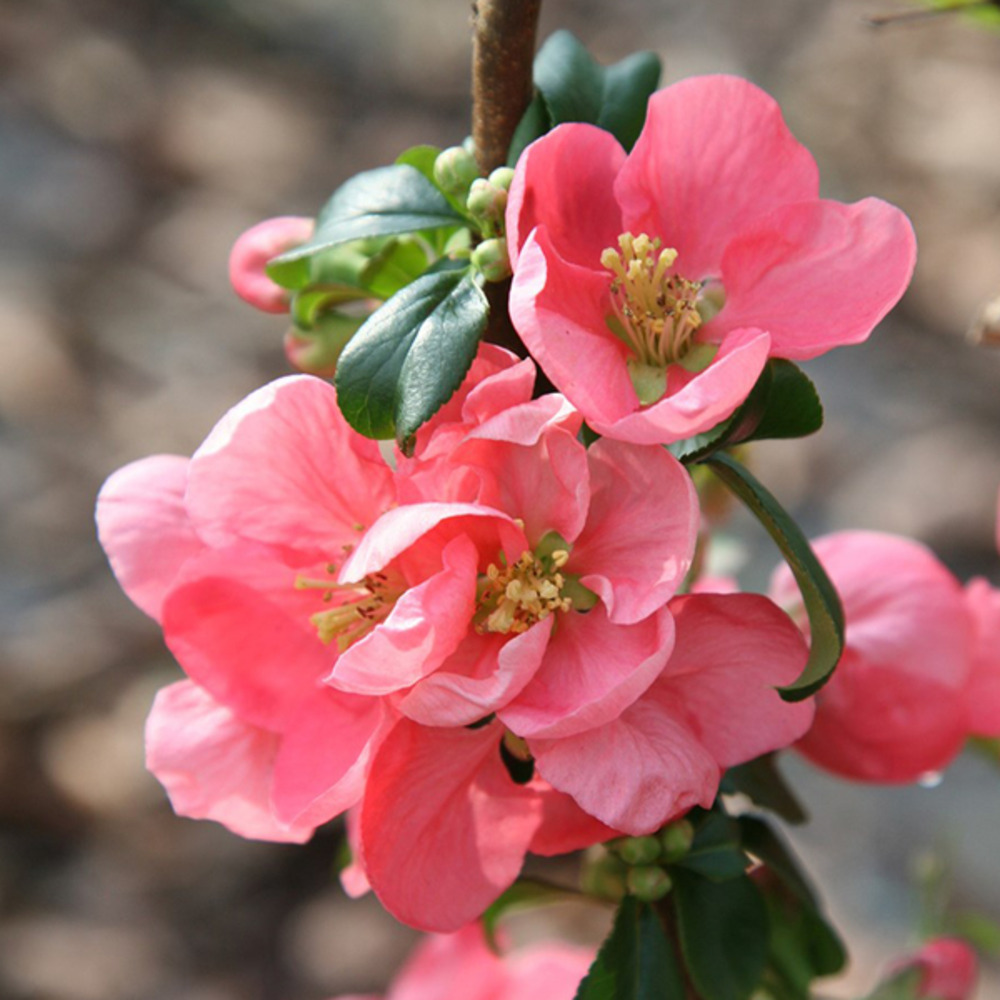 2 x cognassier du japon 'pink lady' - chaenomeles superba 'pink lady'  - 30-40 cm pot