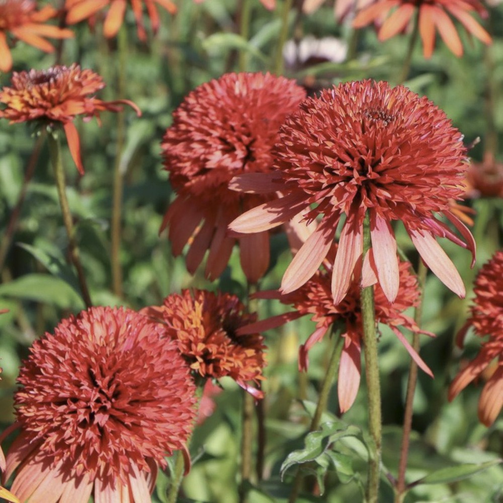 Rudbeckia pourpre 'irresistible' godet de 8/9 cm