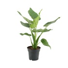 Plante d'intérieur - alocasia cucullata 55.0cm