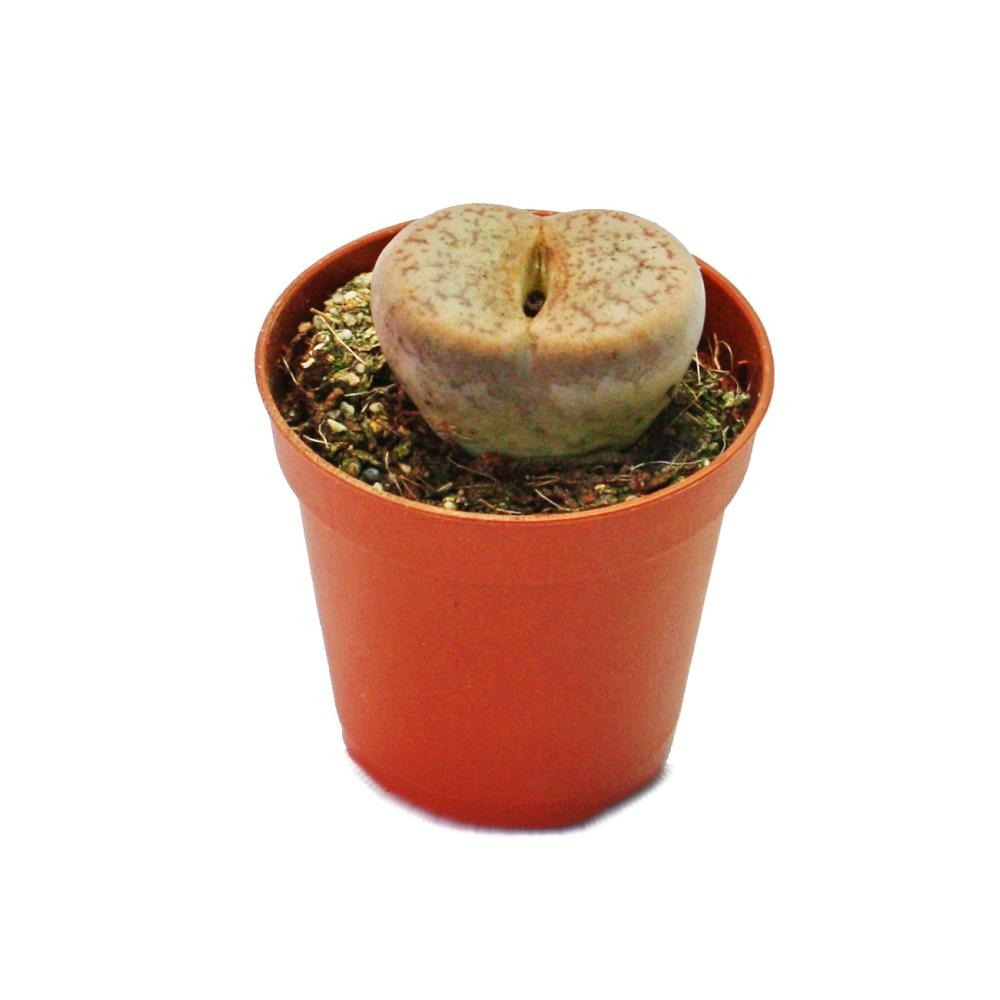 Exotenherz - lithops - pierre vivante - en pot de 5,5cm