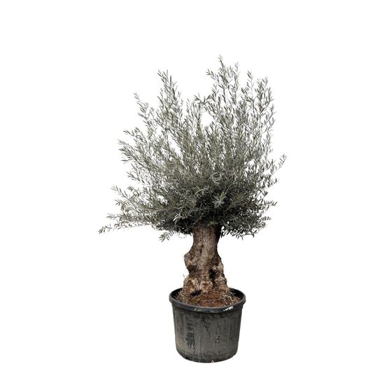Olea europaea bonsai - 225cm- ø80 - h270 cm - ø80 cm