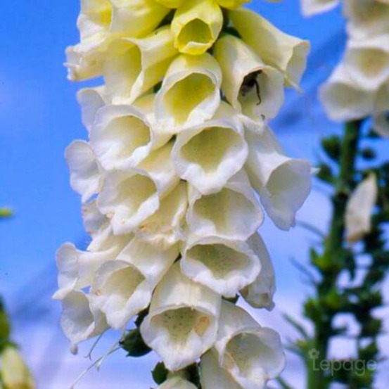 2 Digitales Blanches (Digitalis Purpurea '…
