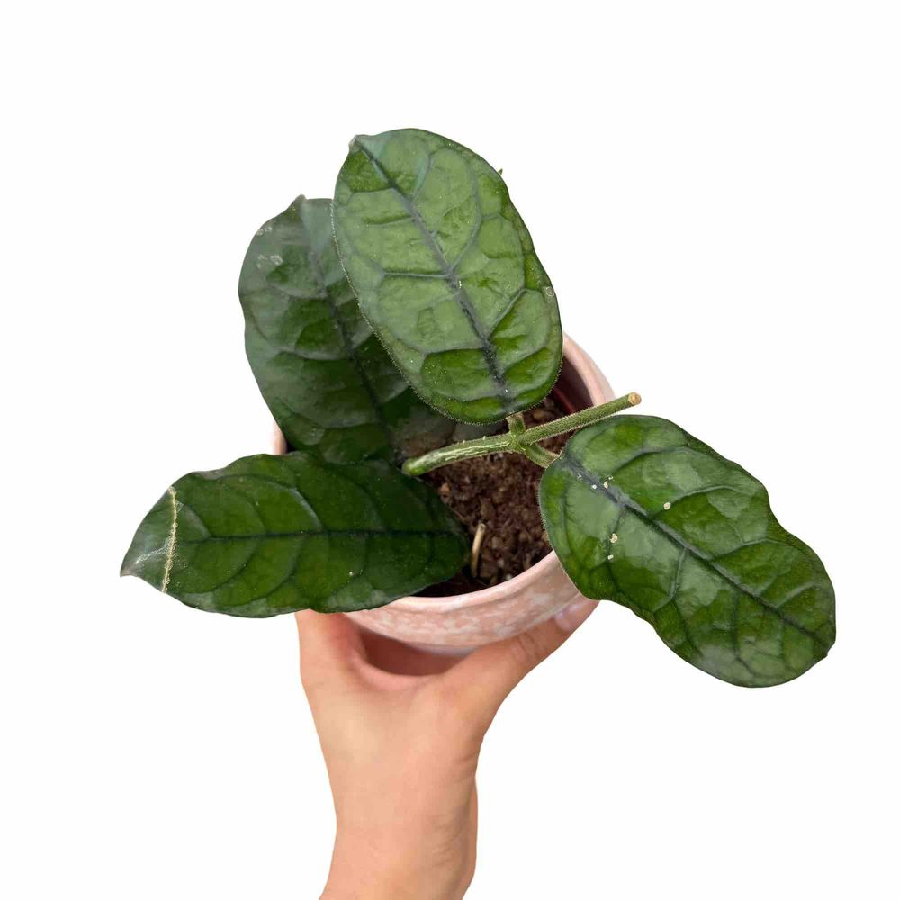 Hoya villosa - pot de 9cm