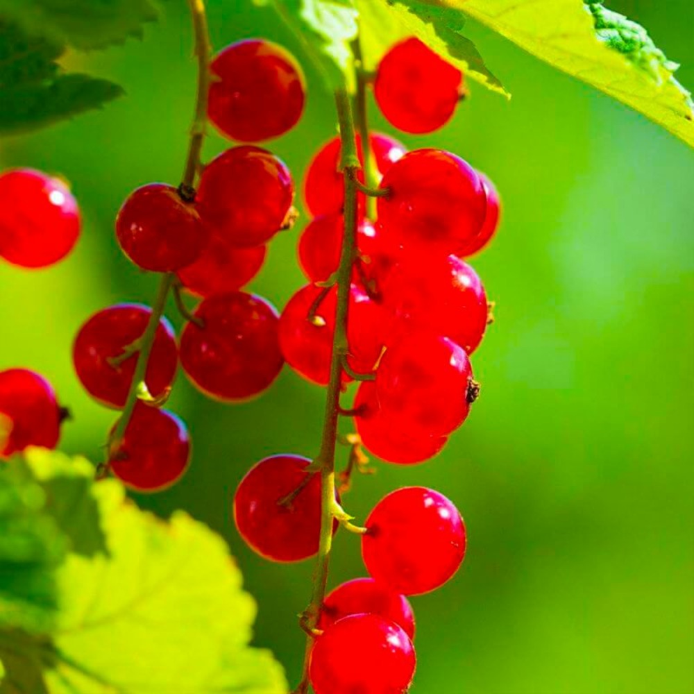 Groseillier à grappes 'london market' (ribes rubrum 'london market')