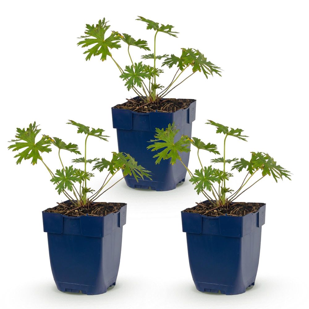 Géranium vivace 'johnson's blue' - lot de 3 - pot 11 cm - hauteur 25 cm - plante d'extérieur