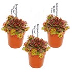 Joubarbe exclusive - sempervivum - variété collection "big sam" ou "power grenade" - rareté - 3 plantes - Pots de 5,5 cm