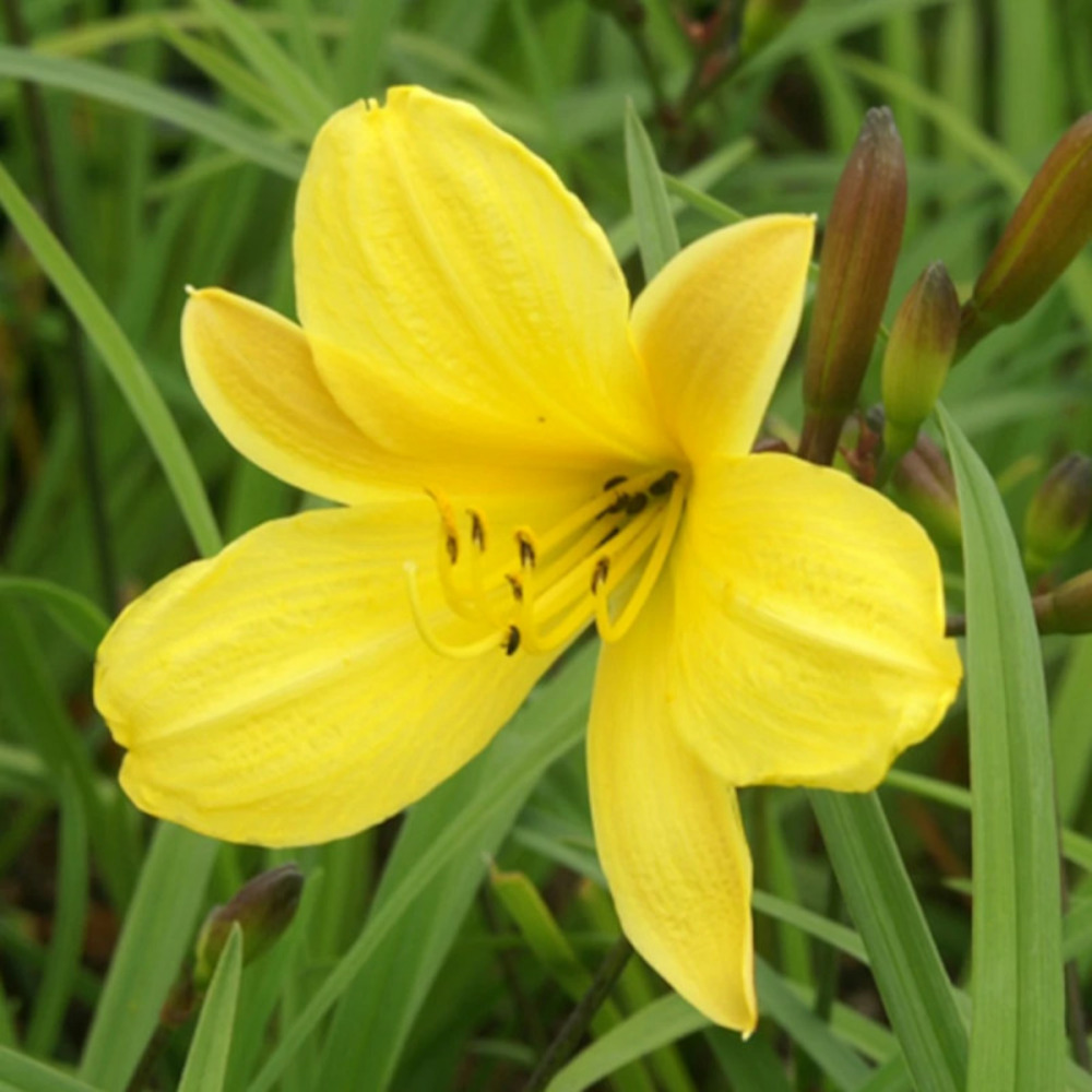 Hémérocalle corky lot de 9 godets