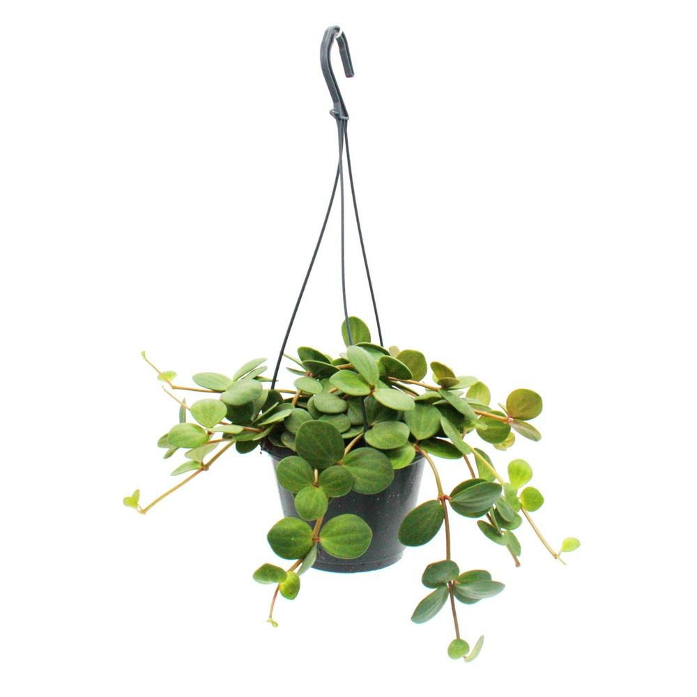 Plante d'intérieur à accrocher - peperomia tetraphylla - poivron nain à suspendre - feu de signalisation 14cm