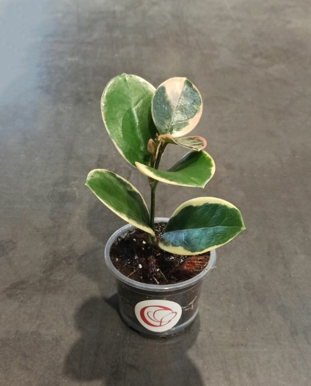 Hoya australis blondie d. 9cm h. 22cm - plante d'intérieur