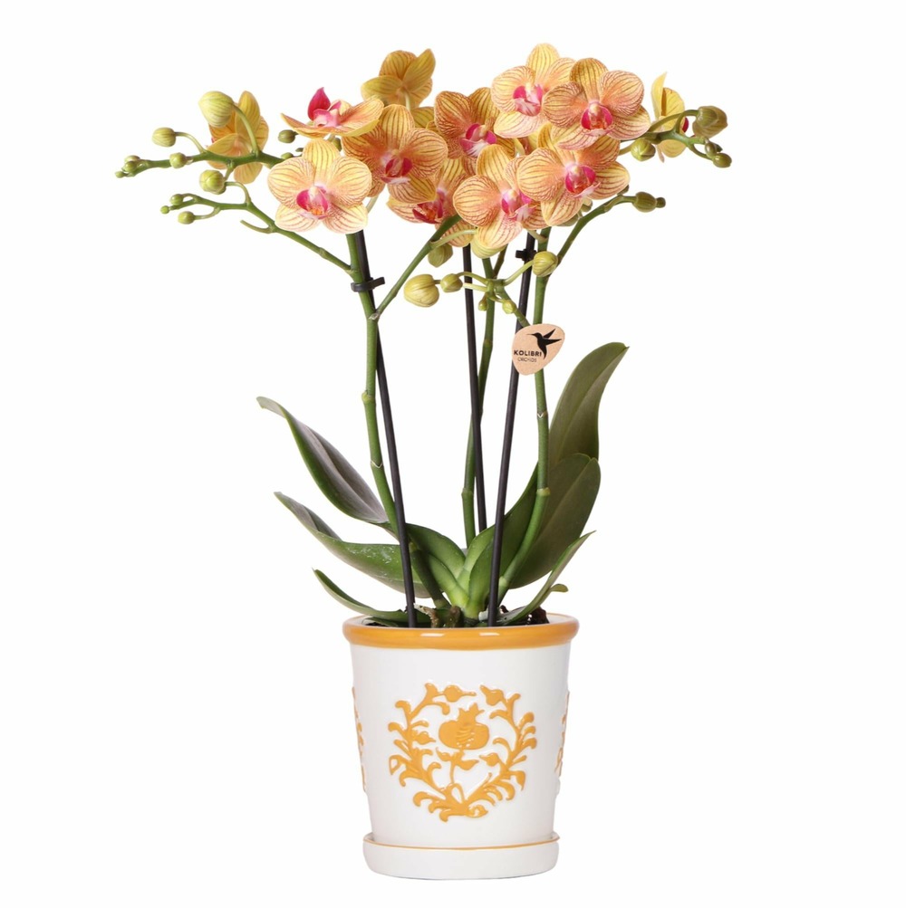 Orchidée jamaica et son pot malaga orange - hauteur 35cm