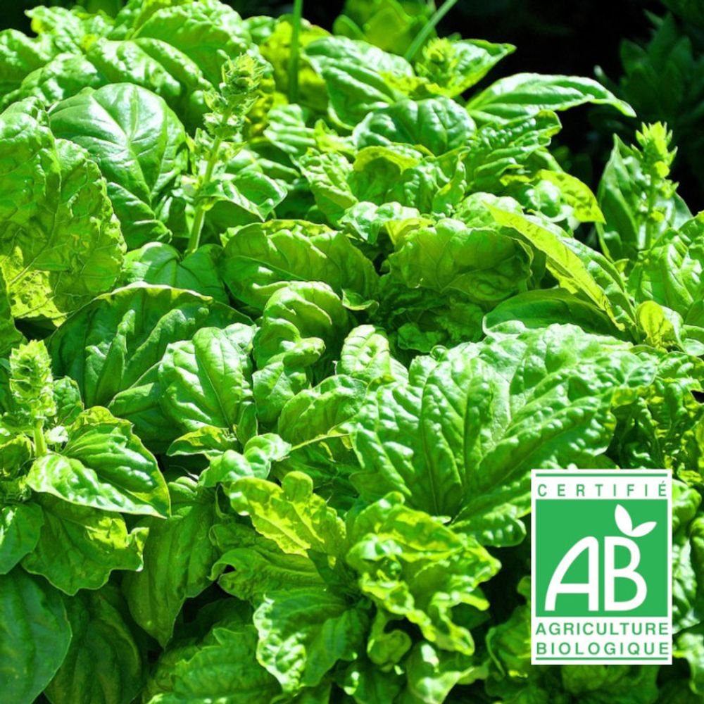 Graines de basilic genovese - sans traitement - vilmorin sachet