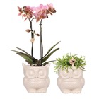 Ensemble de plantes chouette pot ornemental nude - ensemble avec orchidée phalaenopsis treviso & rhipsalis