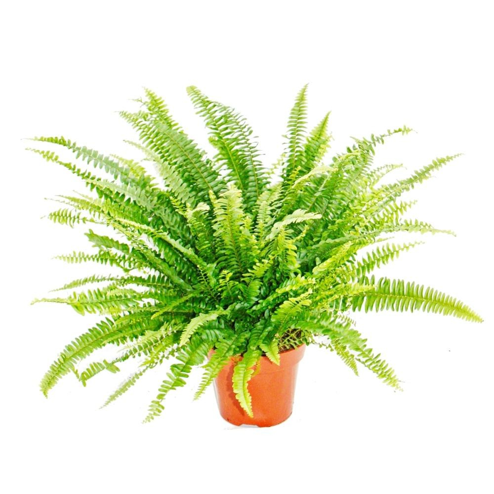 Nephrolepis, fougère sabre 17cm pot