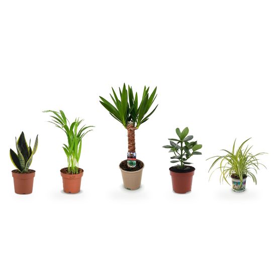 Le pack facile à vivre — lot de 5 plantes