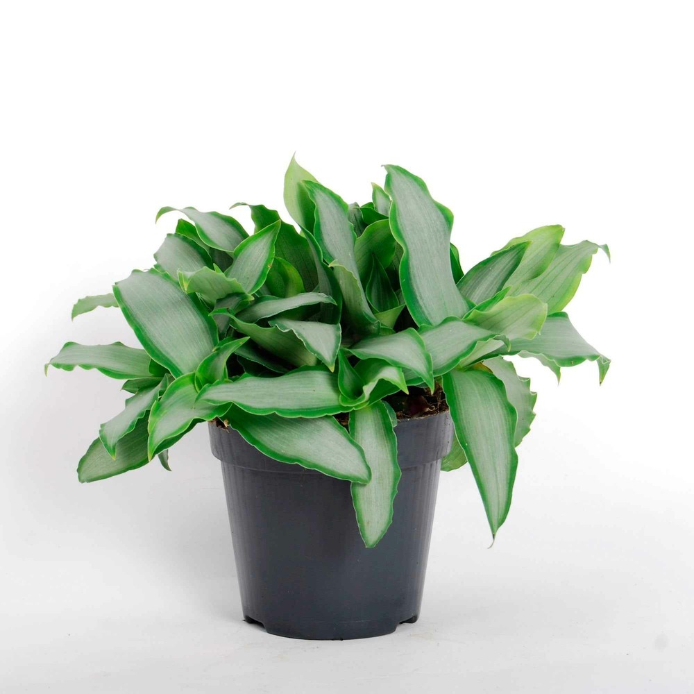 Murdannia loriformis bright star - le pot / ø 12cm / hauteur livrée 20-30cm