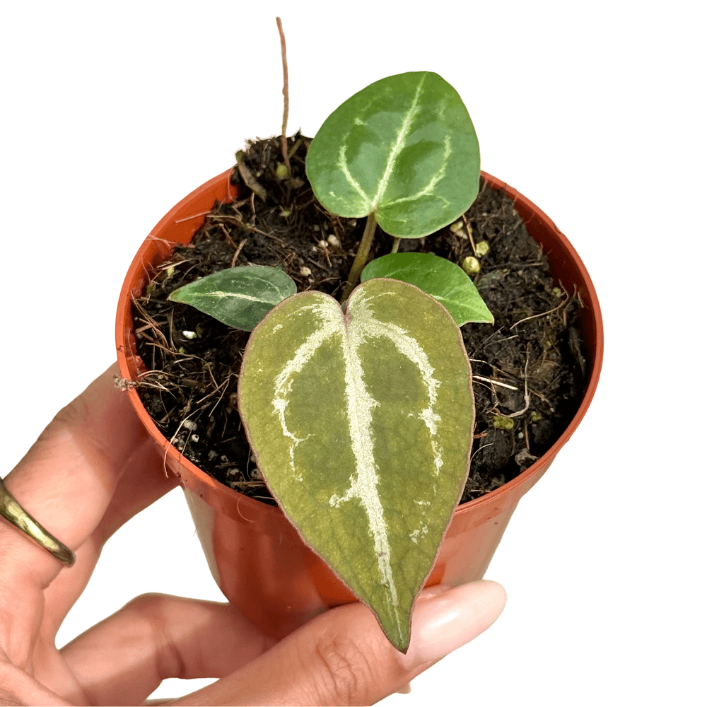 Anthurium 'red crystallinum' - pot de 8cm - plantes d'intérieur