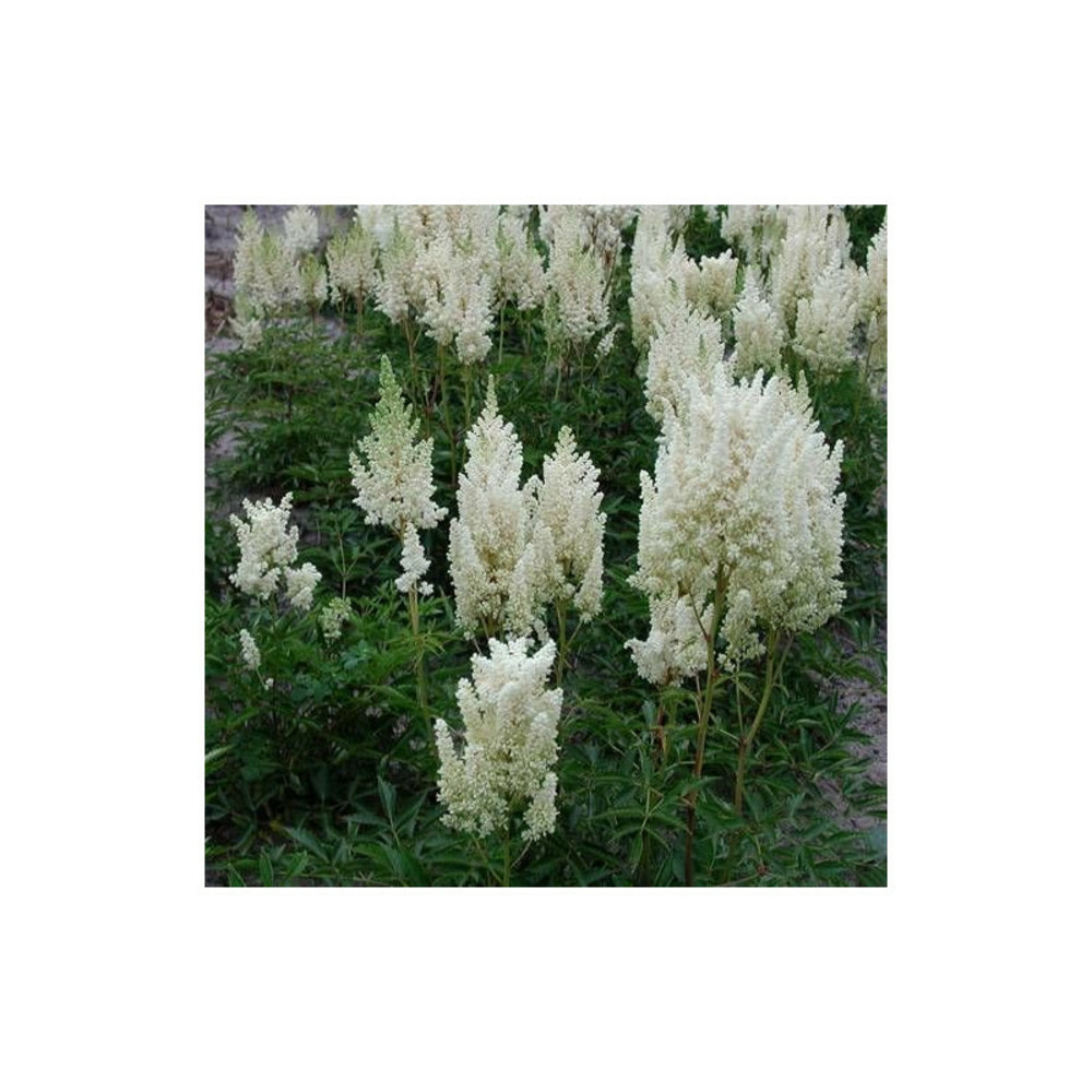 Astilbe d'arends weisse gloria godet - 5/20 cm