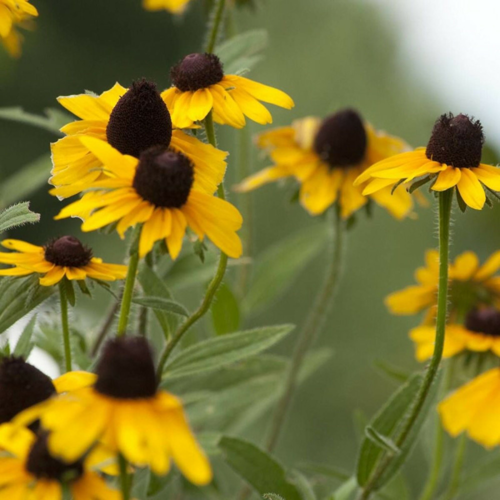 Rudbeckia à trois feuilles godet - 5/20 cm