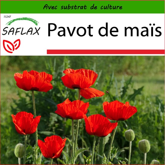 Pavot de maïs - 27000 graines - avec substrat - papaver rhoeas
