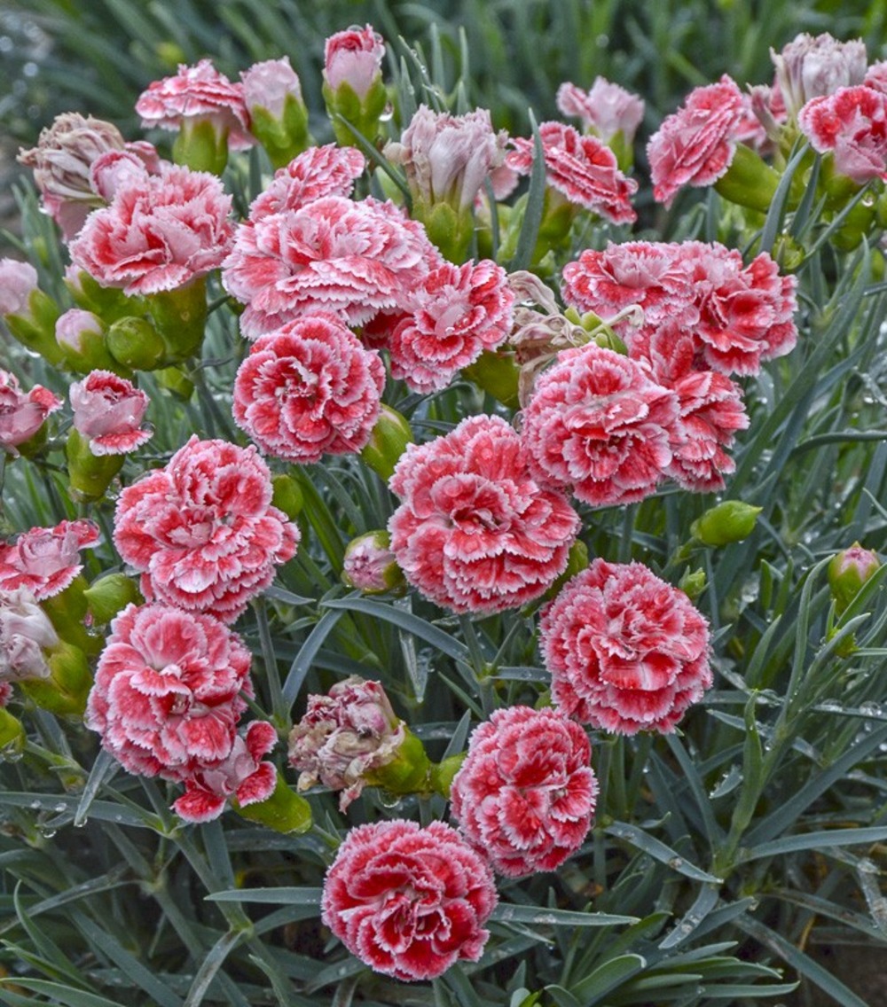 Œillet 'scent first coral reef ' godet de 7/8 cm