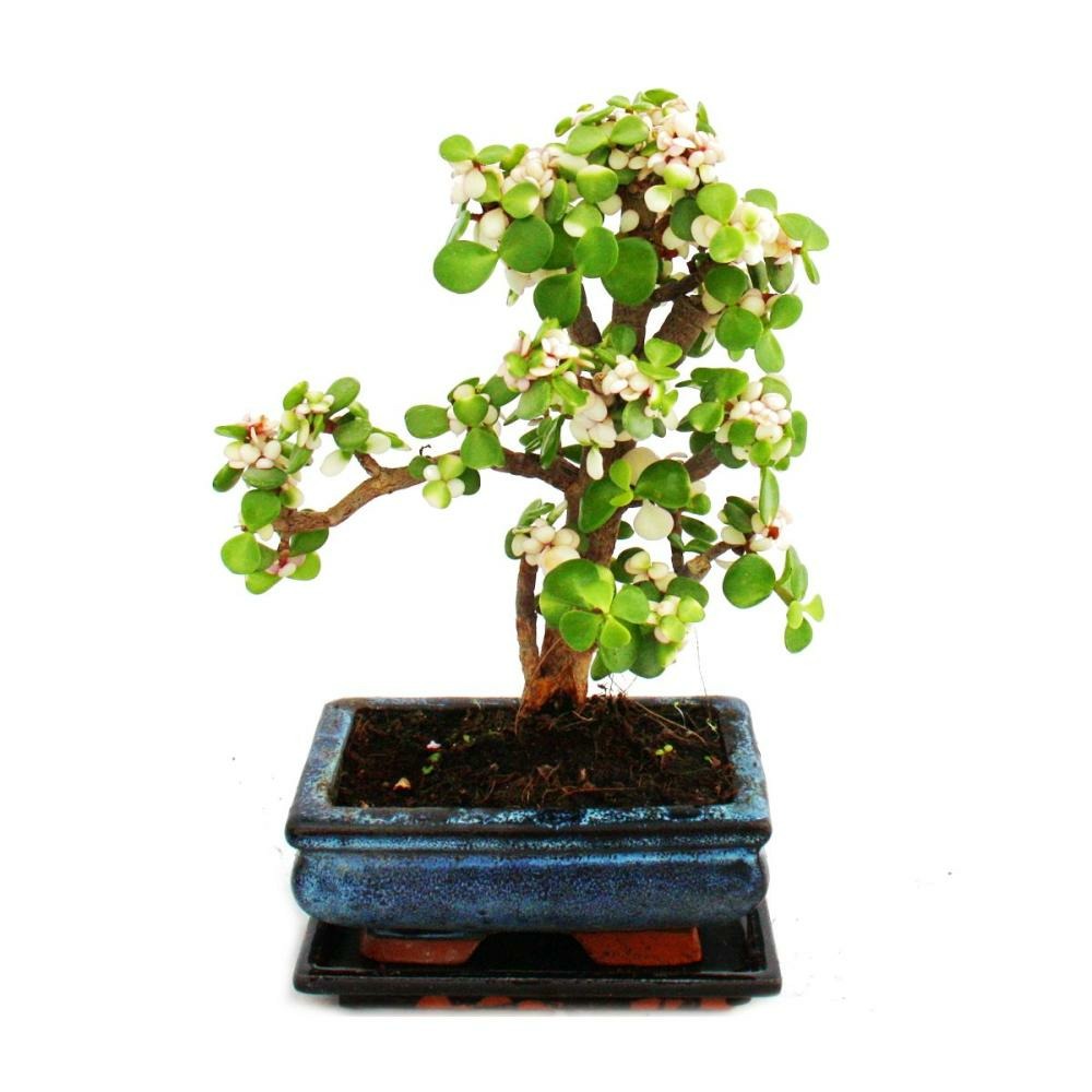 Rareté du bonsaï "portulacaria afra variegata" - arbre de jade - petites feuilles avec une couleur rose spéciale