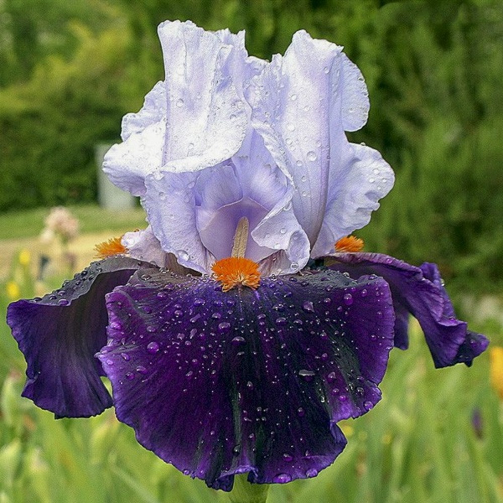Iris des jardins 'chelsea bleu' godet de 8/9 cm