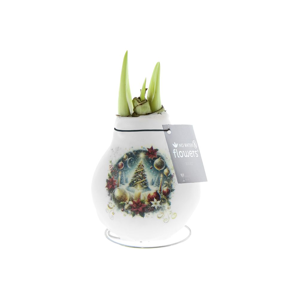 Bulbe d'amaryllis en cire - sapin de noël - décoration de noël - h. 15-25 cm à la livraison