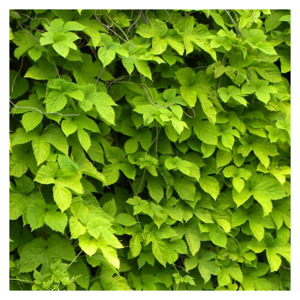 Houblon doré pot de 1,5l - tuteur bambou 30/60 cm