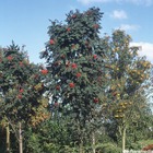 Sorbus arno.schouten c.7,5l
