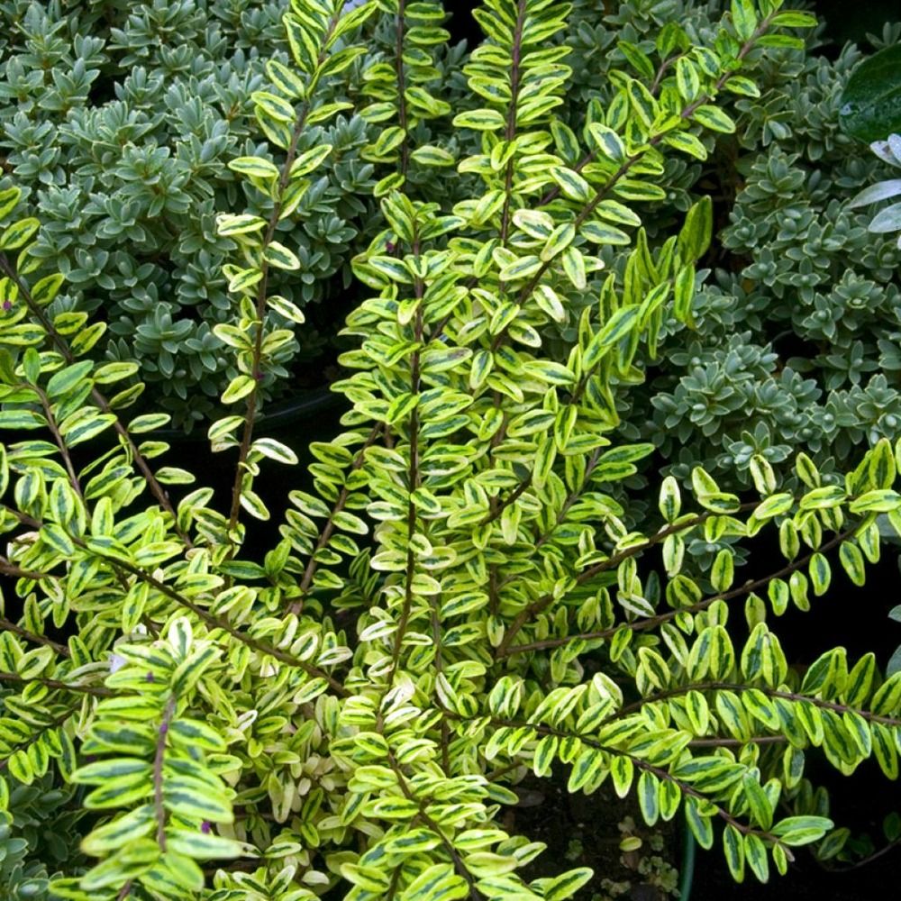 Chèvrefeuille à feuilles de buis 'lemon beauty' pot de 2l/3l