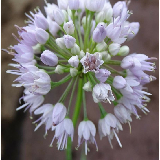 Ail d'ornement summer beauty lot de 5 godets