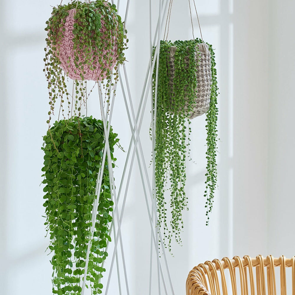 Séneçon de rowley - le pot / ø 12cm / hauteur livrée 11-14cm