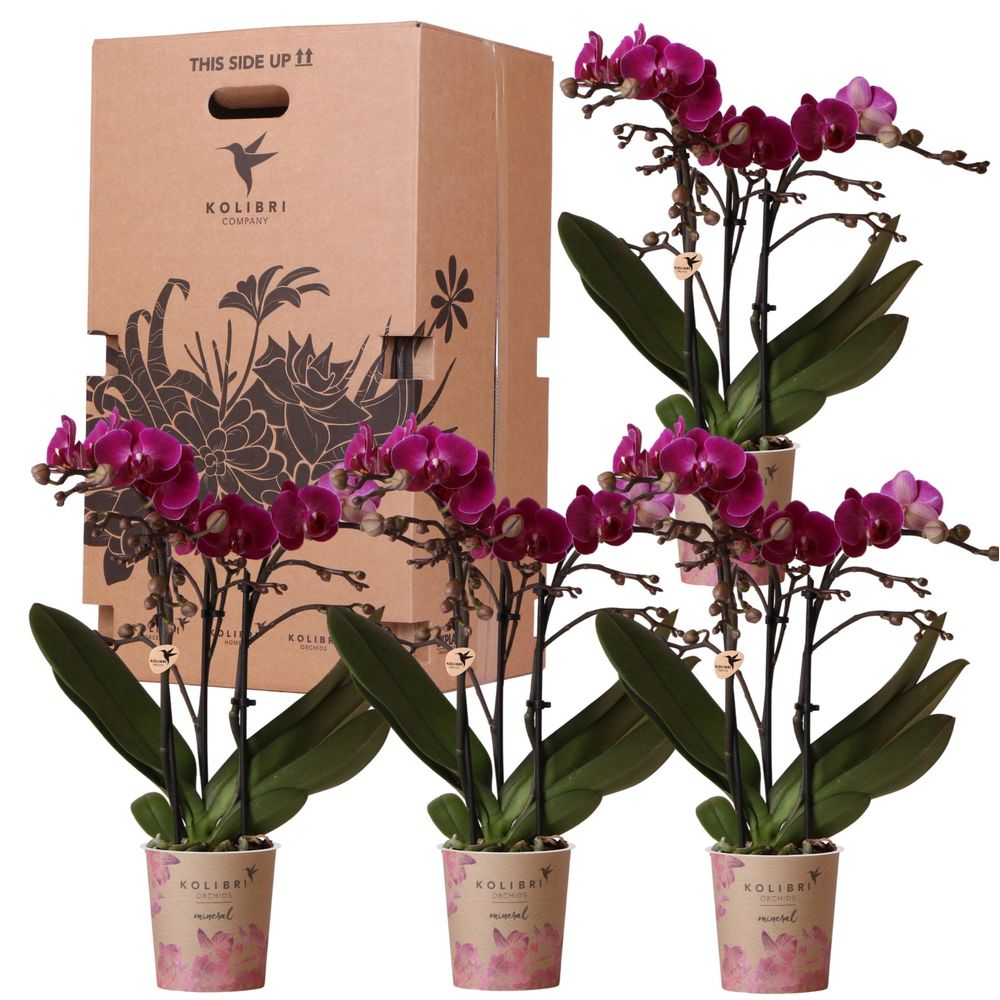 Boîte surprise monochrome - boîte avantageuse pour les plantes - avec 4 orchidées - plantes d'intérieur