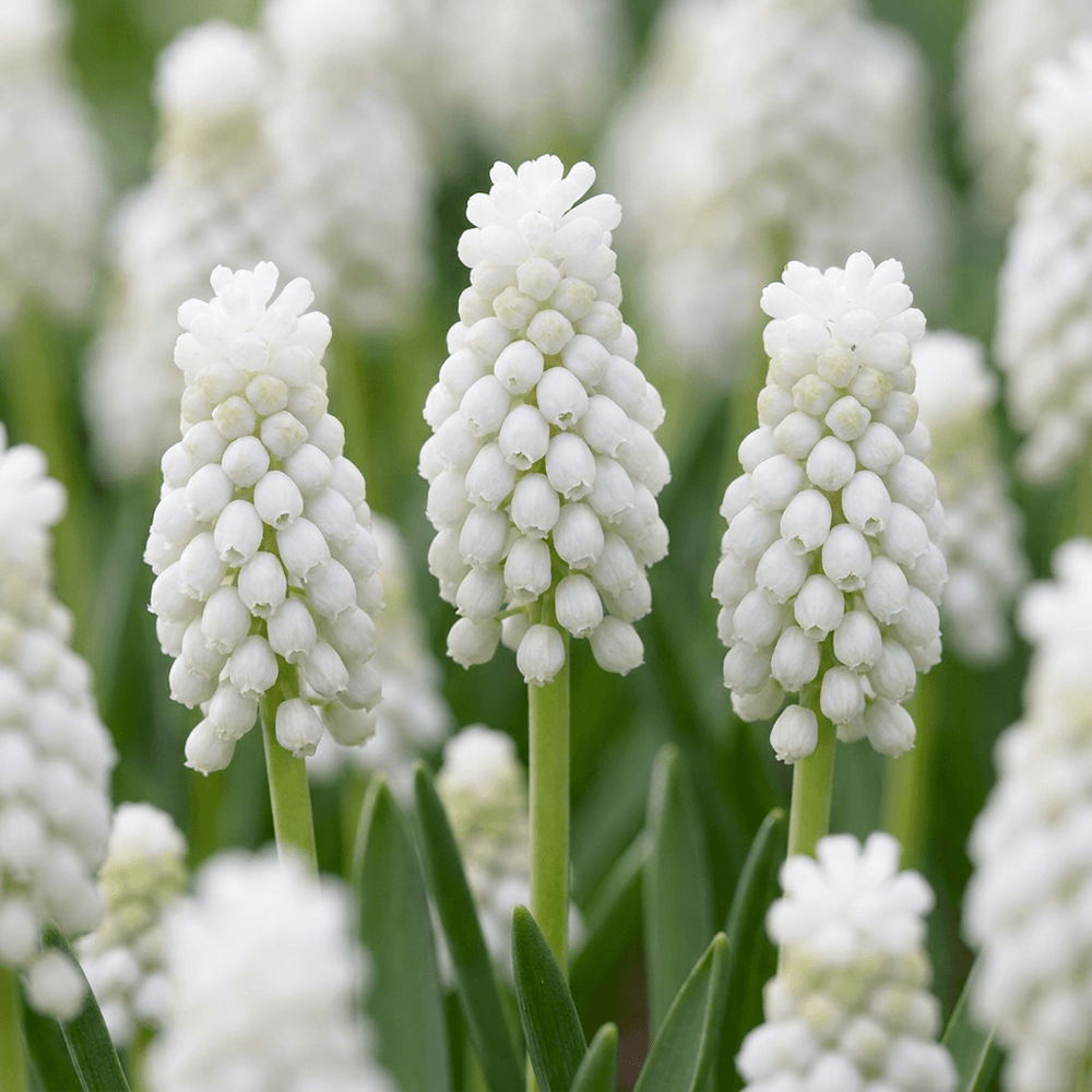 Muscari 'white magic' (muscari) - calibre 6/7 - 100 bulbes