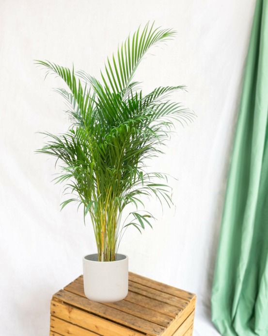 Dypsis lutescens (areca palmier) 160 cm - ø24 160cm - plante d'intérieur