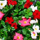 Dipladenia - jasmin du chili - différentes couleurs - pot 9cm - set de 3 plantes