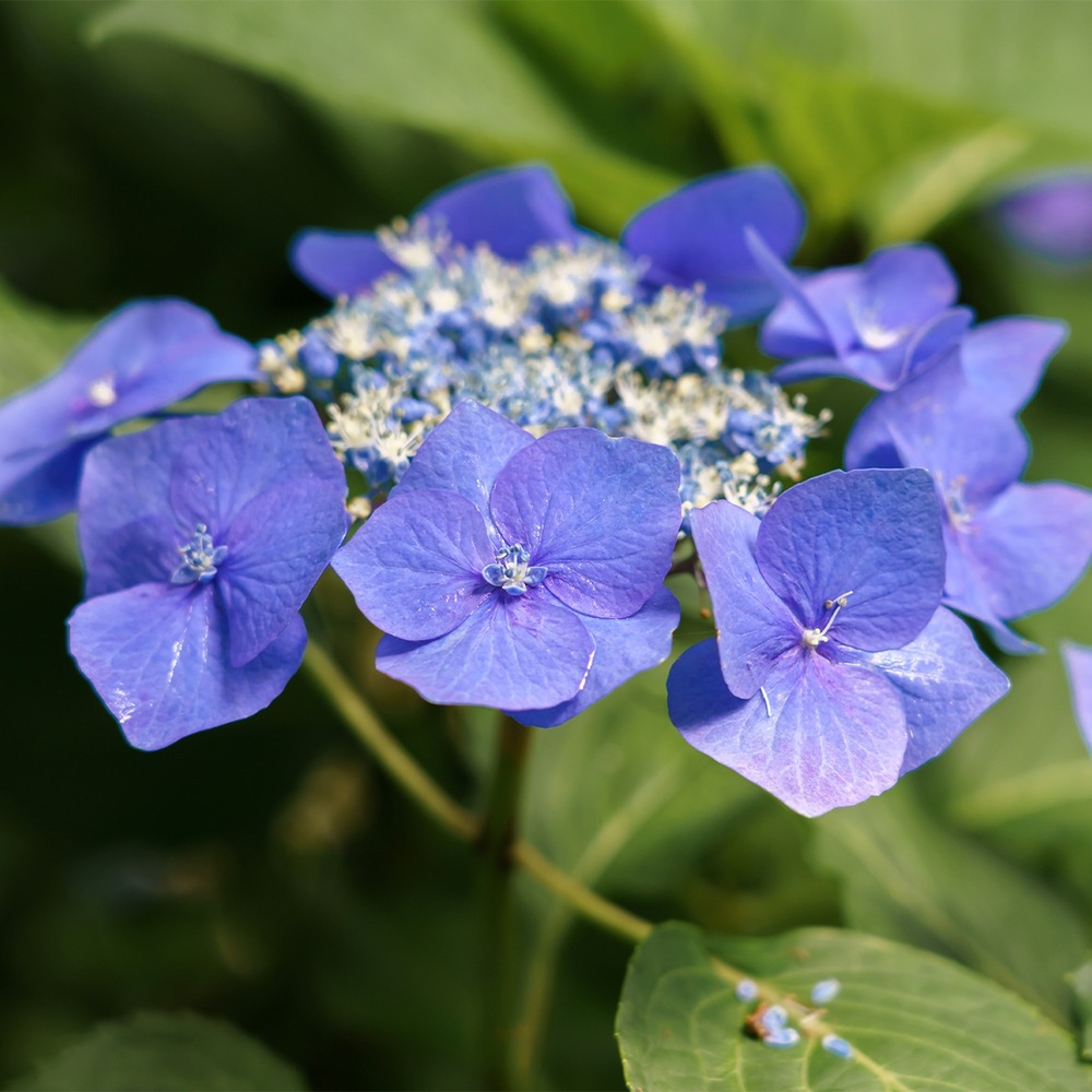 Hortensia 'teller blue' pot de 2l/3l
