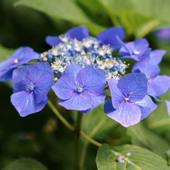 Hortensia 'teller blue' pot de 2l/3l