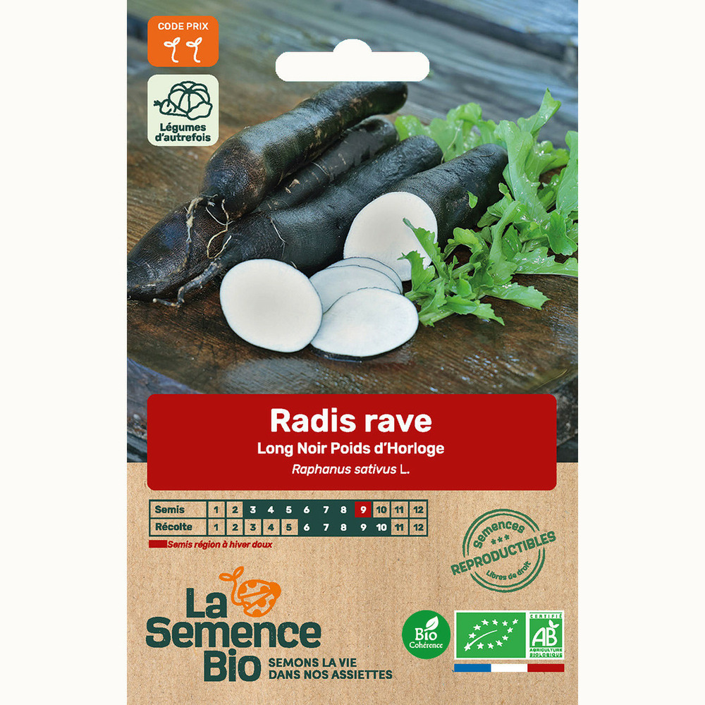 Radis rave long noir poids d'horloge - graines bio