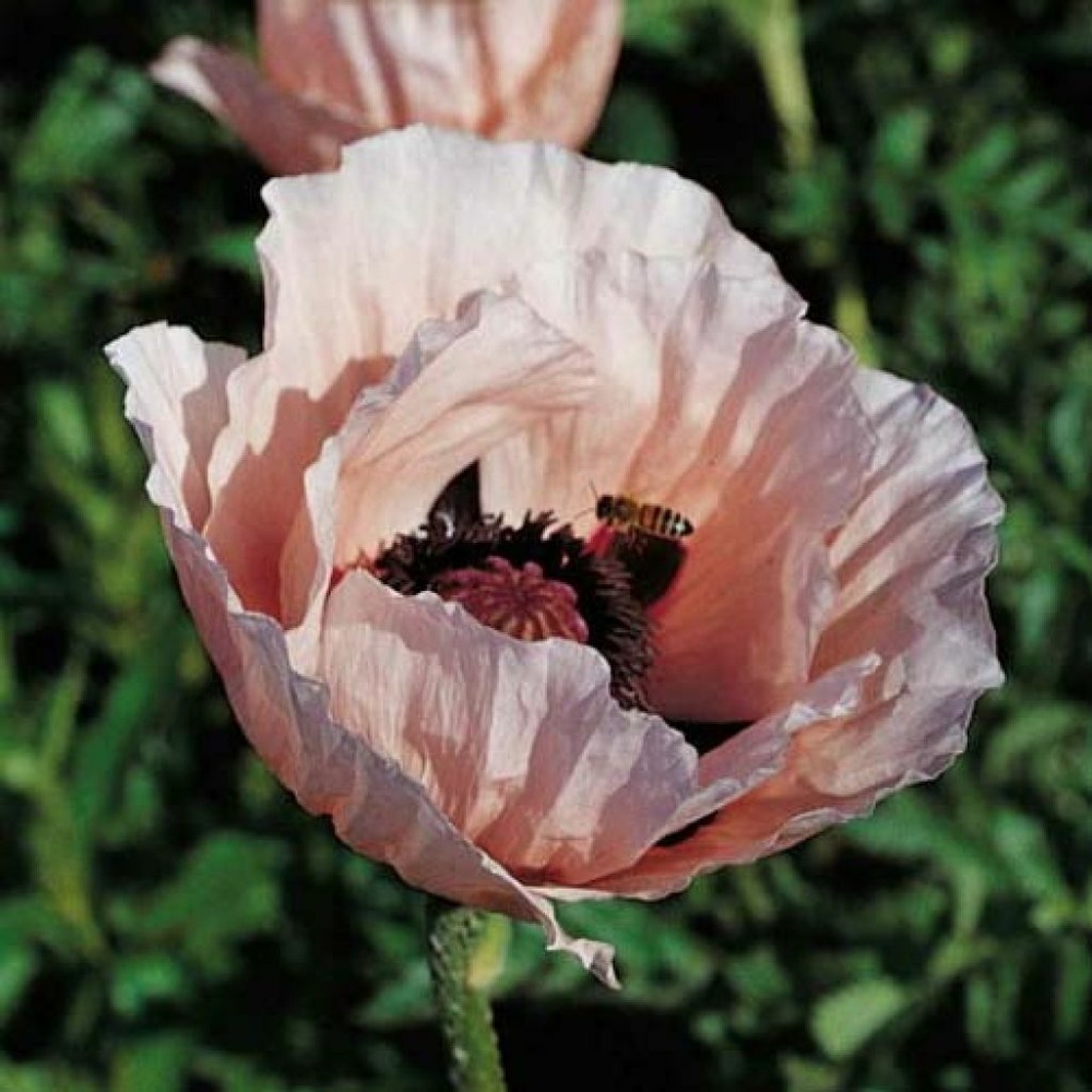 Pavot d'orient 'prinzessin victoria louise' godet de 7/8 cm