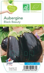 Aubergine black beauty  -plant ab  en  pot 0.5 l- plante du jardin