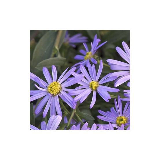 Aster d'été lac de genève godet - 5/20 cm
