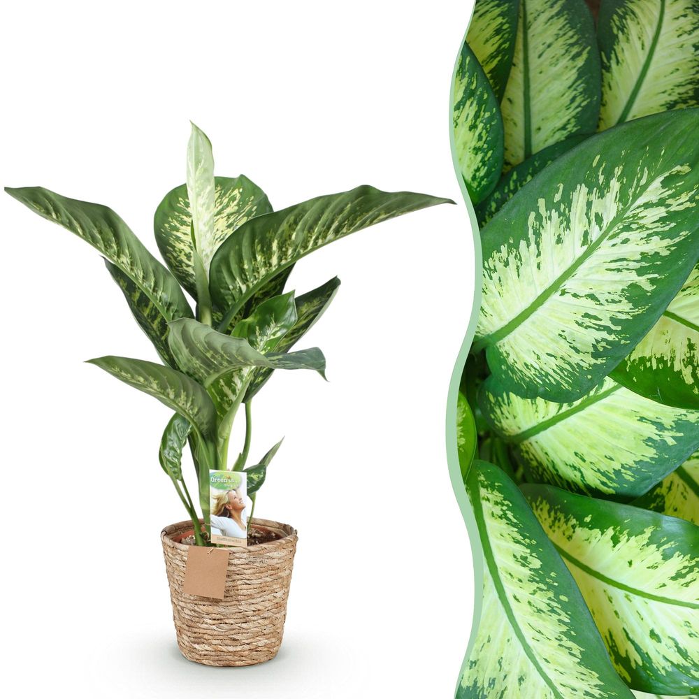 Diefenbachia tropic snow - dieffenbachia - pot de 21cm - hauteur 90-100cm - plantes d'intérieur