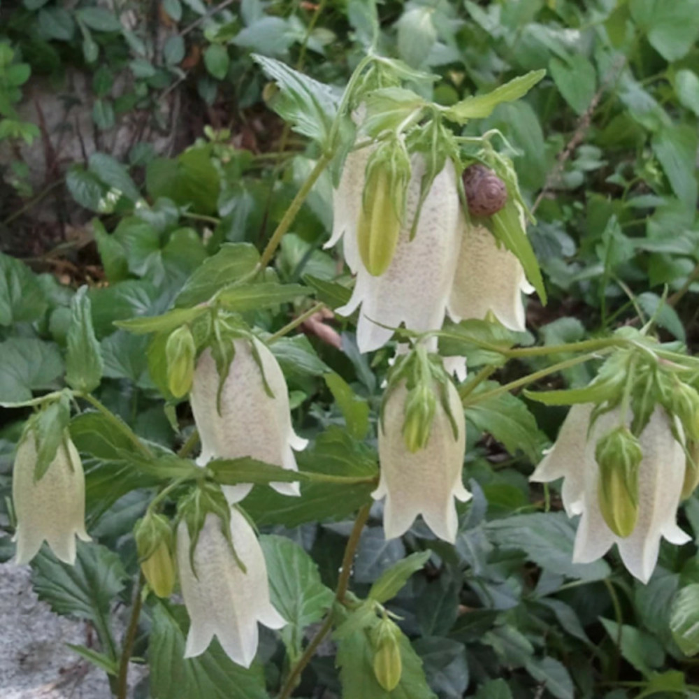 Campanule de corée, campanule takesimana godet - 5/20 cm