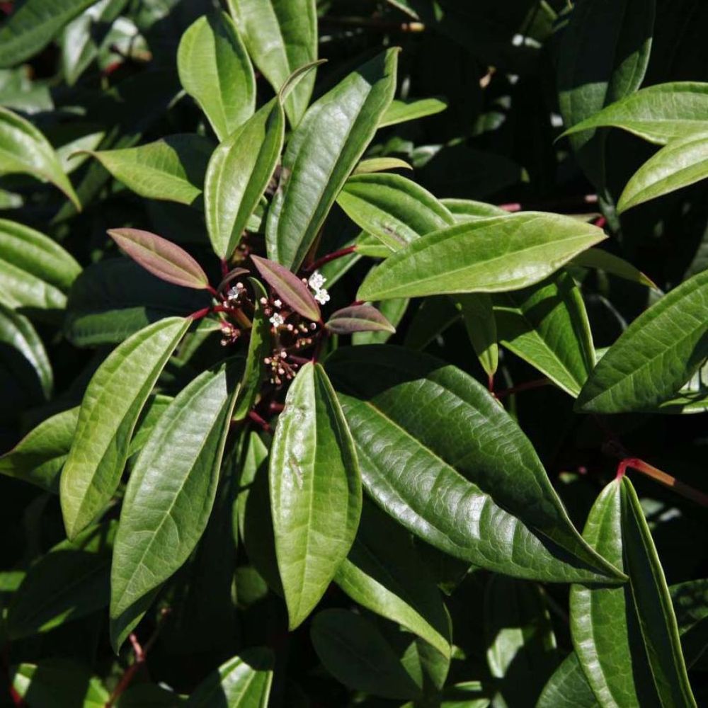 Viorne de david 'angustifolia' pot de 3l/4l