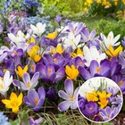 Crocus large flowering mix - bulbes à fleurs x30 - violet/jaune