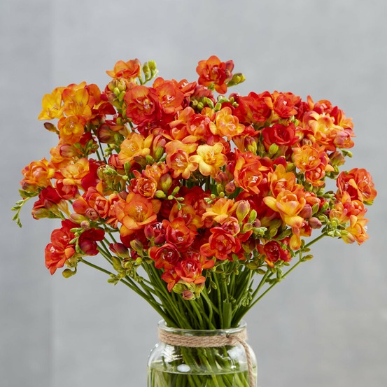 25 freesias à fleurs doubles oranges - le sachet de 25 bulbes / circonference 5-6cm