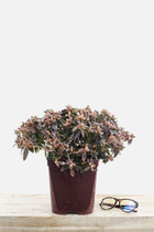 Rhododendron 'wee bee' - en pot de 4 litres