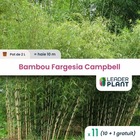 11 x bambou fargesia campbell en pot de 2 l